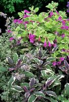Herbes à feuilles parfumées à thème violet, rose et argent - Salvia officinalis 'Tricolor' avec Thymus 'Silver Queen' et l'inhabituel panaché de Calamintha grandiflora 'Variegata'