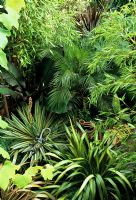 Regardant vers le bas dans un jardin de jungle de banlieue - Bambous, Palmier dattier miniature - Phoenix roebelenii, Yucca gloriosa 'Variegata' qui fleurit, Banane à feuilles violettes - Ensete ventricosum 'Maurelli', Cannas et Phormiums