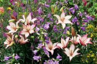 Lilium 'Sorbet' s'élevant par auto-ensemencement, vivaces à fleurs bleues - Campanule à feuilles d'ortie - Campanula trachelium et Linum perenne