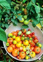 Récolte estivale de tomates, y compris des variétés de cerises et de prunes cultivées dans des sacs de culture aux côtés de poivrons
