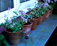 Rangée de pots par fenêtre avec Nemesia et Pelargonium 'Frank Headley'