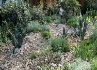 Plantes succulentes et cactus avec paillis de roche concassée