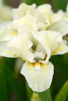 Iris barbu nain 'Bibury'