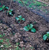 Brassica oleracea var botrytis 'Toute l'année' - Jeunes plants de chou-fleur, protégés par filet