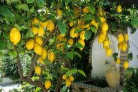 Citrus limon - Citronnier. Cordoue, Espagne