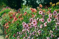 Dahlias roses et rouges en bancs d'essais plantés en masse