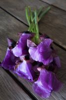 Iris barbu fraîchement coupé - Pétales violets côtelés avec des chutes brun rougeâtre tachetées et une marque noire