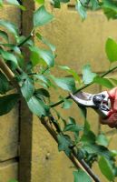 Tiges latérales de taille d'été de Prunus cerasus 'Morello' - Cerise griotte