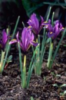 Iris reticulata 'JS Dijt'