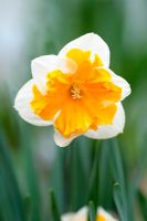 Narcisse 'Orangerie' - Une variété corona fendue