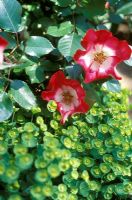 Rosa 'Cerise Meillandecor et Euphorbia charam' Redwing '