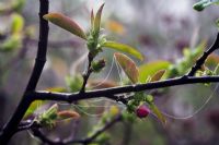 Fleurs émergentes de Chaenomeles cathayensis au printemps