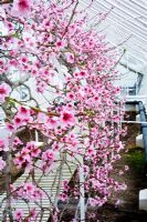 Nectarine en forme d'éventail 'Humboldt' poussant dans une serre victorienne à West Dean