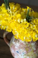 Narcissus pseudonarcissus - Jonquille sauvage poussant couramment dans toute l'Europe - Bouquets naturels dans un vase