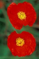 Papaver nudicaule 'Solar Fire Orange'