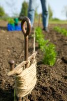 Planter de jeunes plants de carottes