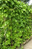 Haricots jalonnés - Phaseolus coccineus 'Enorma' en parterre de jardin