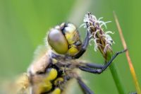 Libellula quadrimaculata - libellule chasseur à quatre points