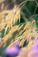 Têtes de graines fanées de Stipa gigantea - Herbe à plumes, Avoine dorée