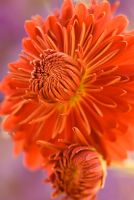 Chrysanthemum 'Duchesse d'Edimbourg'