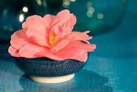 Camellia x williamsii 'Donation' - Fleur rose unique dans un bol bleu