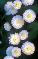 Ranunculus aconitifolius 'Flore Pleno' - Renoncule à feuilles d'aconite, Bonnes filles du Kent, Souple Jack