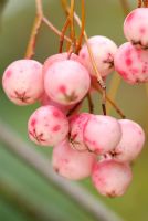 Sorbus cashmiriana - Cachemire Rowan