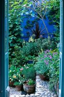 Vue à travers les portes-fenêtres sur petit jardin cour. Nepeta, Alliums et Lupinus en pots, figuier en arrière-plan
