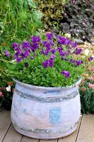 Altos miniatures violets en pot en céramique par Emma Lush dans le Sun Alliance / Amateur Gardening garden - Chelsea 97