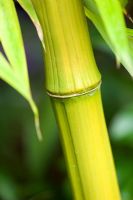 Phylostachys bambusoides 'Marliacea'