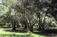 Olea europaea - oliveraie