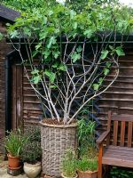 Ficus formé en espalier 'Dinde brune' - Figuier en pot de saule