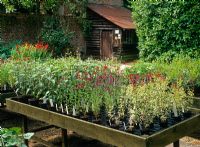 Zone de vente de plantes à la pépinière Salvia de Dyson avec appentis