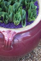 Tulipa 'Angelique' pousses en pot décoratif avec gravier coloré
