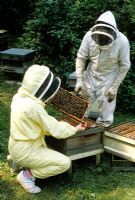 Apiculteurs avec ruche