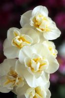 Narcisse 'White Cheerfulness'