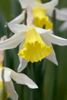 Narcisse 'Jack Snipe' en fleur en avril