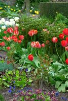 Parterre de jardin de coupe avec Primula auriculas et Tulipa à virus rouge