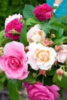 Femme tenant un bouquet de roses coupées - Rosa 'Gertrude Jekyll', Rosa 'Heritage' et Rosa 'Madame Isaac Periere'