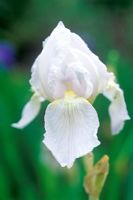 Iris 'Florentina' - Iris barbu fleurissant en juin