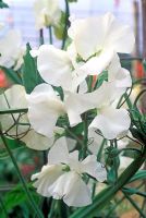 Lathyrus odoratus 'Royal Wedding' - Fleur de petit pois