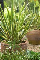 Pot en terre cuite avec Phormium tenax Variegatum - Flax Lily