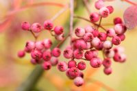 Sorbus hupehensis 'Pagode rose' - Rowan