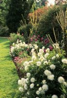 Dahlia 'Bonnie Blue' et grand cactus blanc Dahlias rétro-éclairé par le soleil d'automne