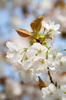 Prunus 'Taihaku' - Grande cerise blanche