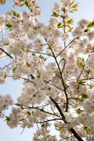 Prunus 'Shirotae' - cerise ornementale