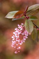 Prunus padus 'Colorata'