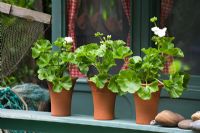 Pelargoniums en petits pots sur le rebord de la fenêtre - Jardin 'Shinglesea', Chelsea 2007