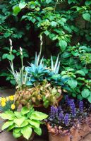 Pot à feuillage printanier avec Iris laevigata 'Variegata', Hosta 'Halcyon' et Epimediums