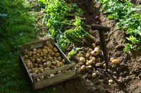 Pommes de terre fraîchement creusées - «Le bureau de poste du village, le garage et le jardin maraîcher», Hampton Court 2007